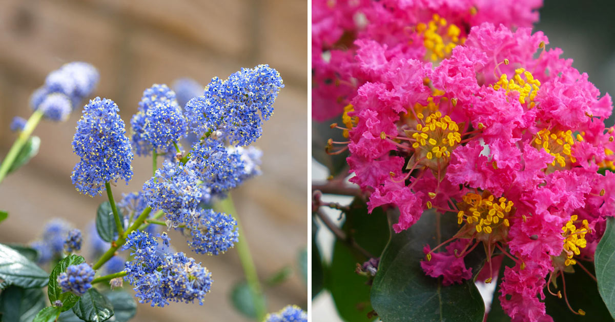 Arbres aux fleurs colorées.