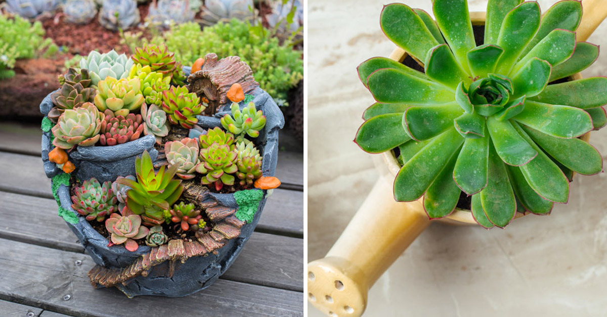 Créativité avec des plantes succulentes, plantes grasses.