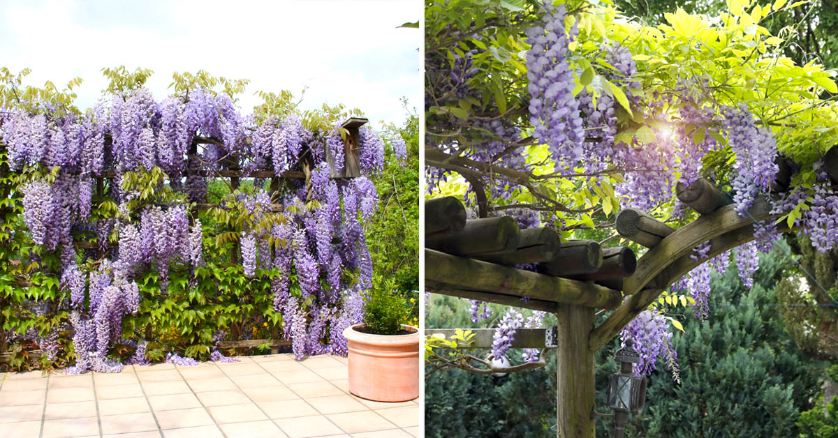 Glycine plante grimpante.