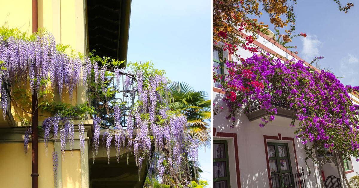 Plantes grimpantes balcon.