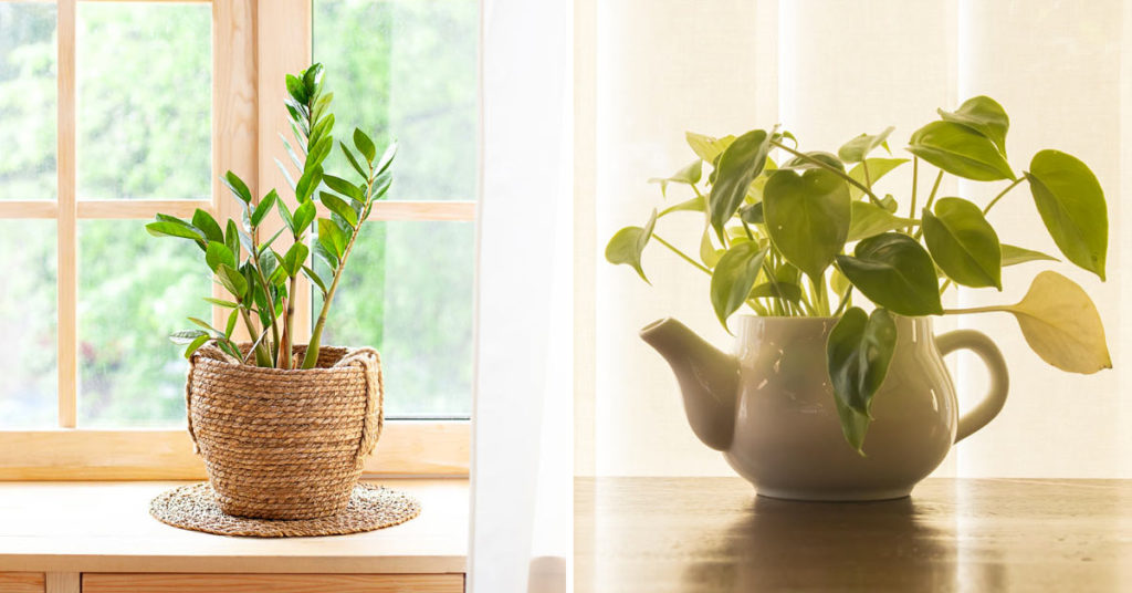 plantes d’intérieur qui nécessitent peu d’eau