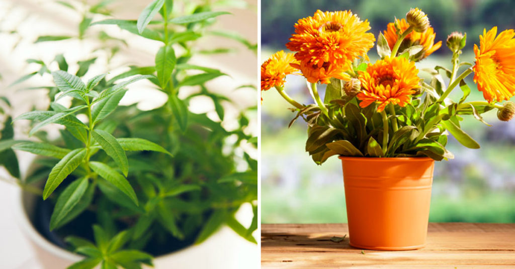 Plantes pour éloigner les moustiques.