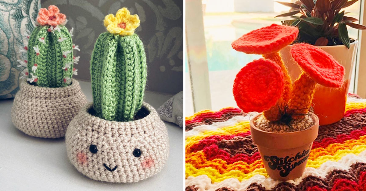 Plantes succulentes au crochet.