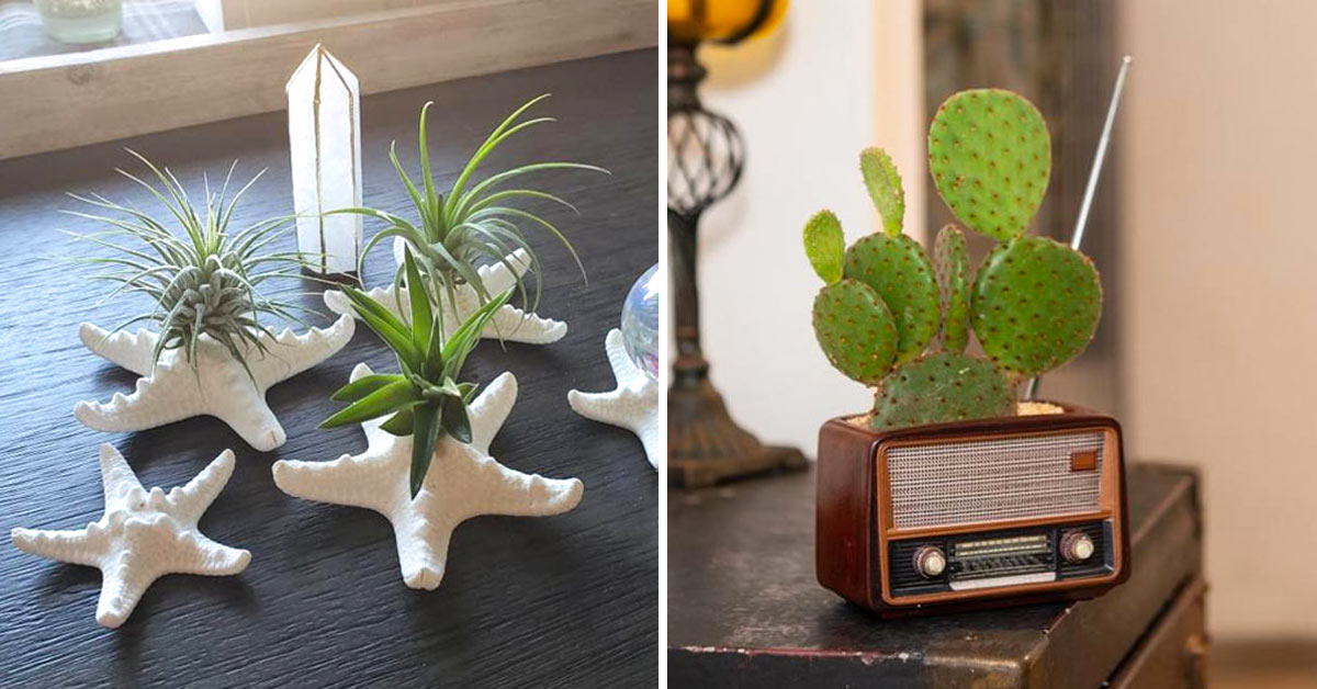 Décorations fantaisistes avec des plantes succulentes.