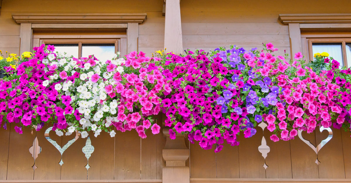 Fleurs en cascade balcon.