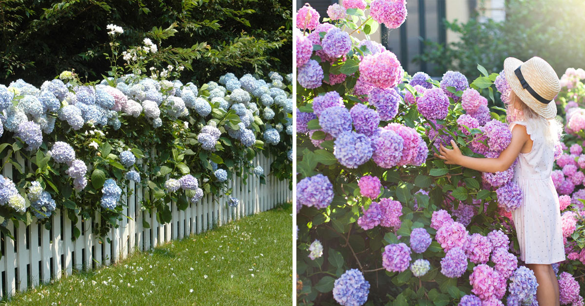 Jardins fleuris avec des hortensias.