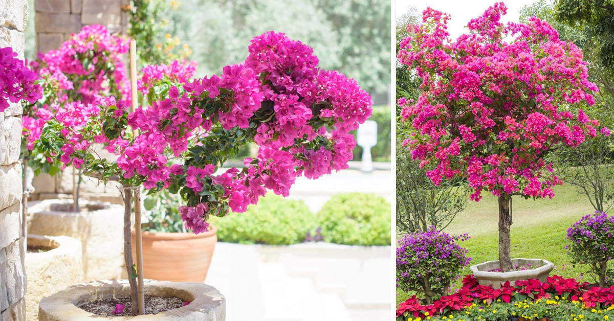 Bougainvilliers en pots.