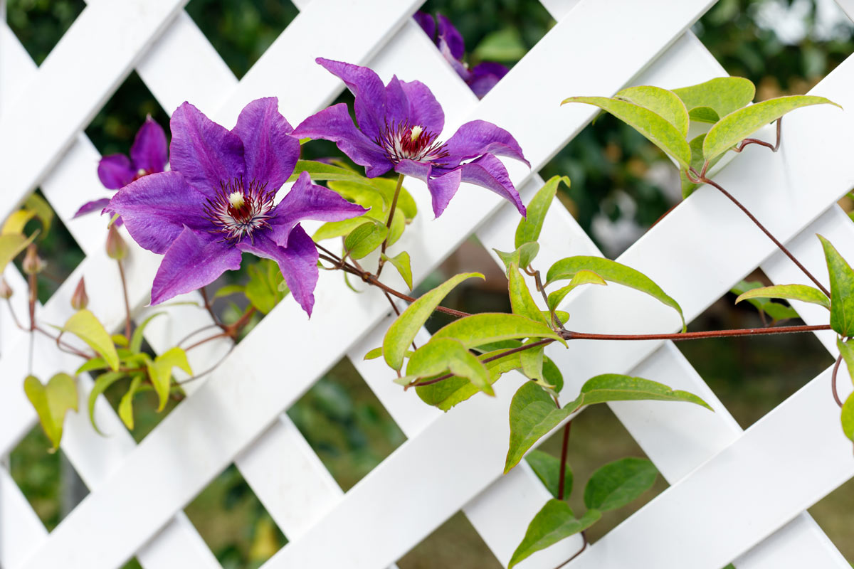 Clématite (Clematis), plante grimpante