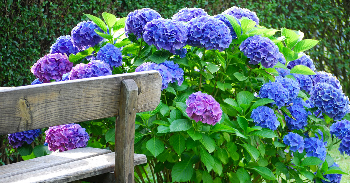 Hortensia fleurs.