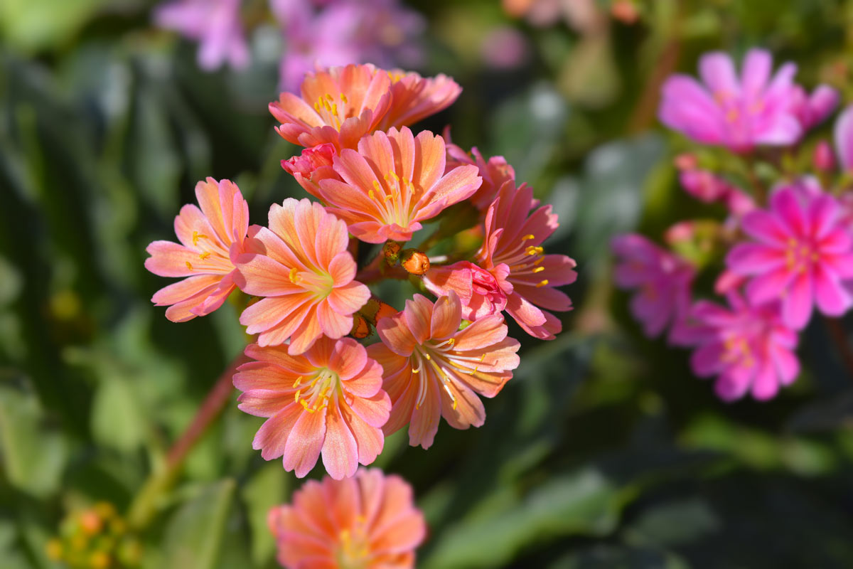 Comment cultiver le Lewisia, cette belle plante succulente aux fleurs très particulières.