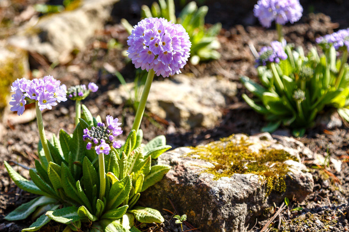 Un jardin de rocaille magnifique avec ces fleurs colorées : 9 espèces à  découvrir