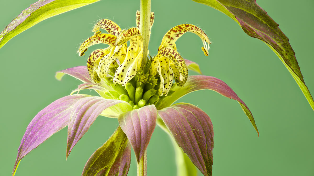 Monarda punctata plante anti-moustique.