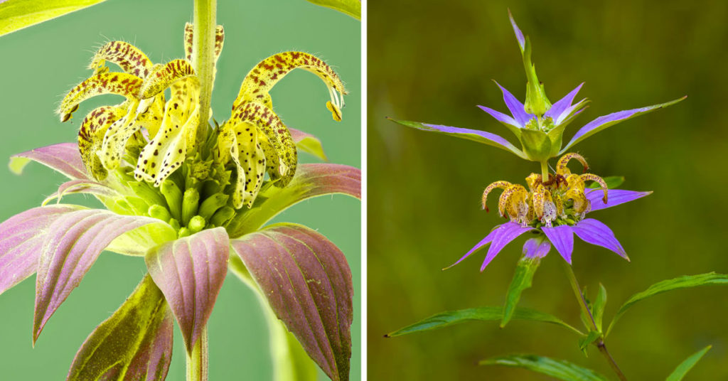 Monarda punctata plante anti-moustique.