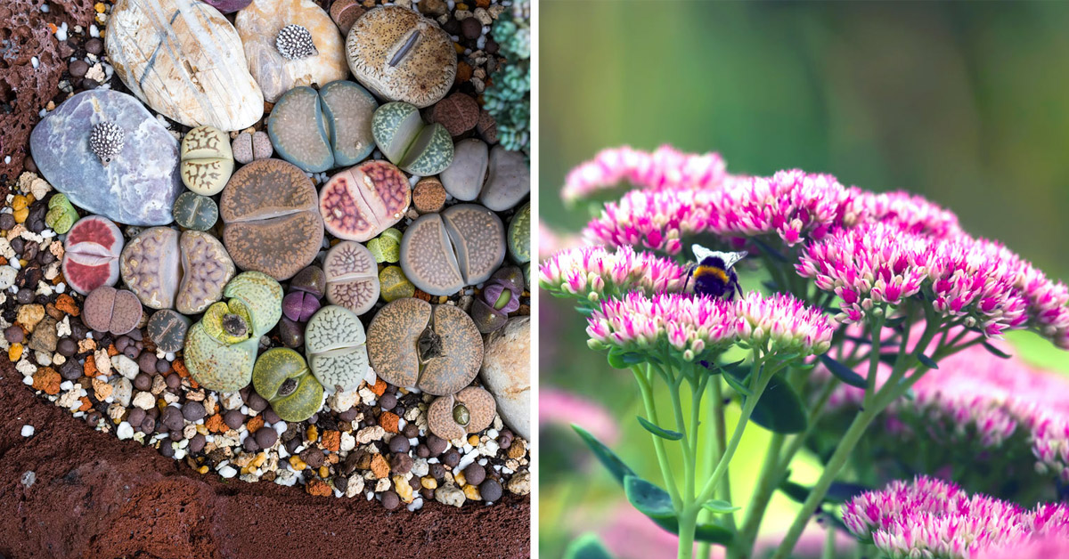 Succulentes sans épines à fleurs.