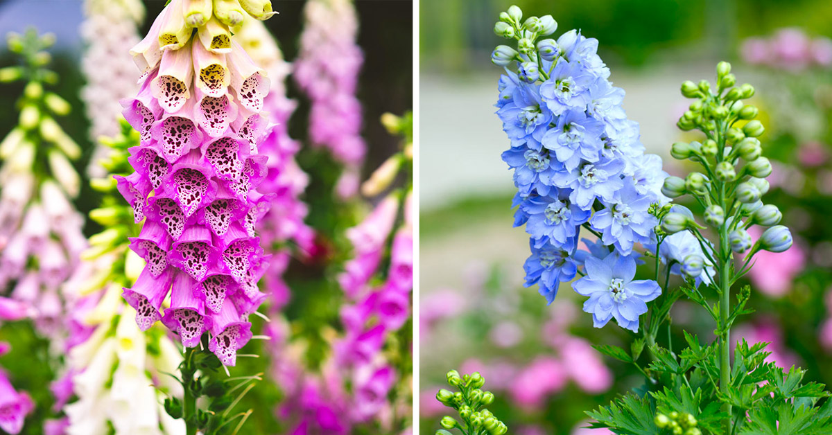 Plantes vivaces à fleurs pour le jardin.