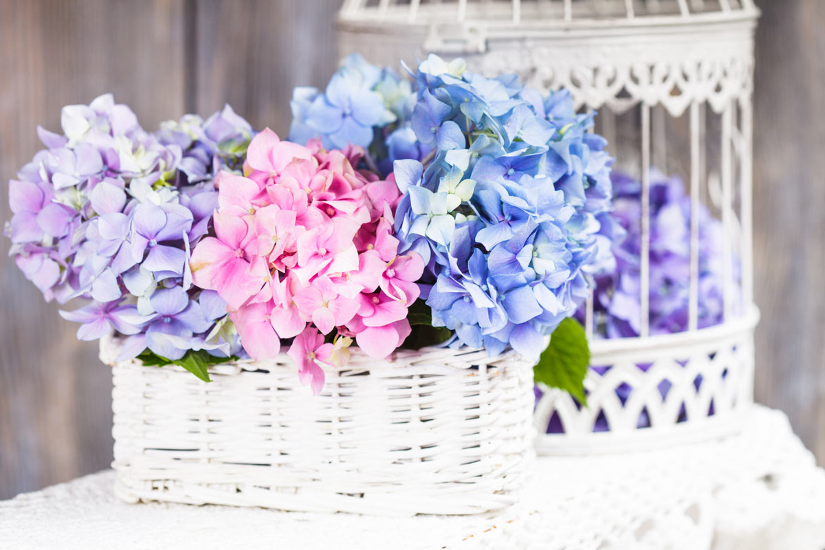 vase hortensias