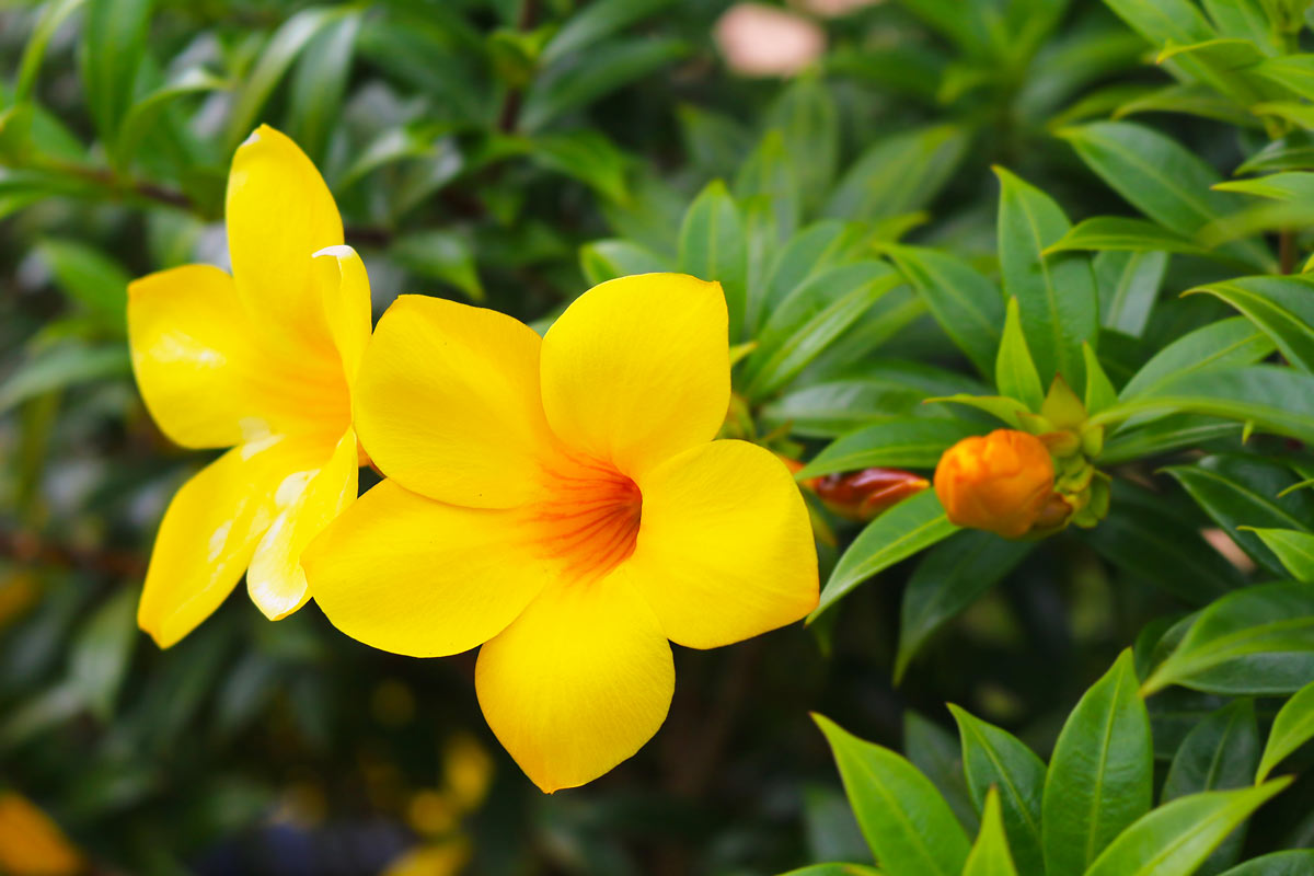 Allamanda plante.