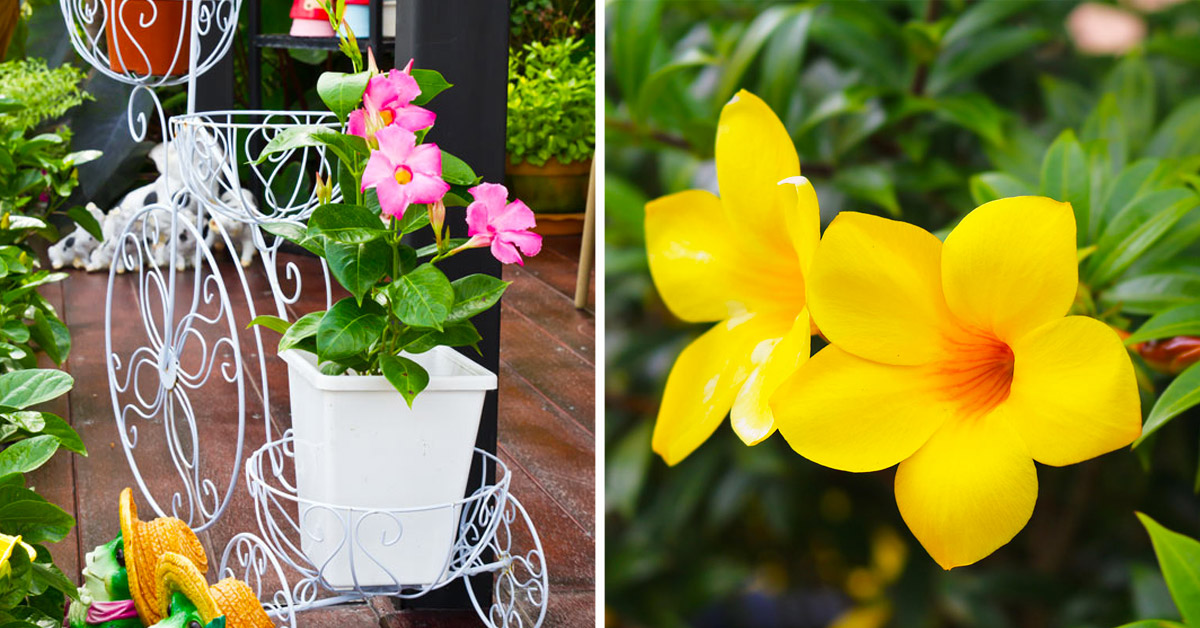 Allamanda plante.