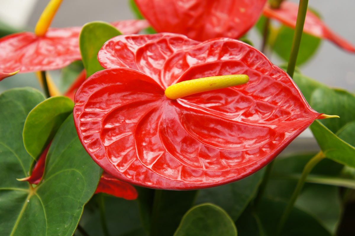 Anthurium