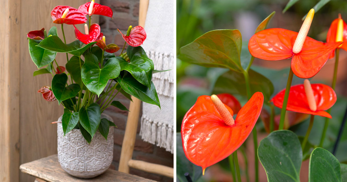 Anthurium plante d'intérieur