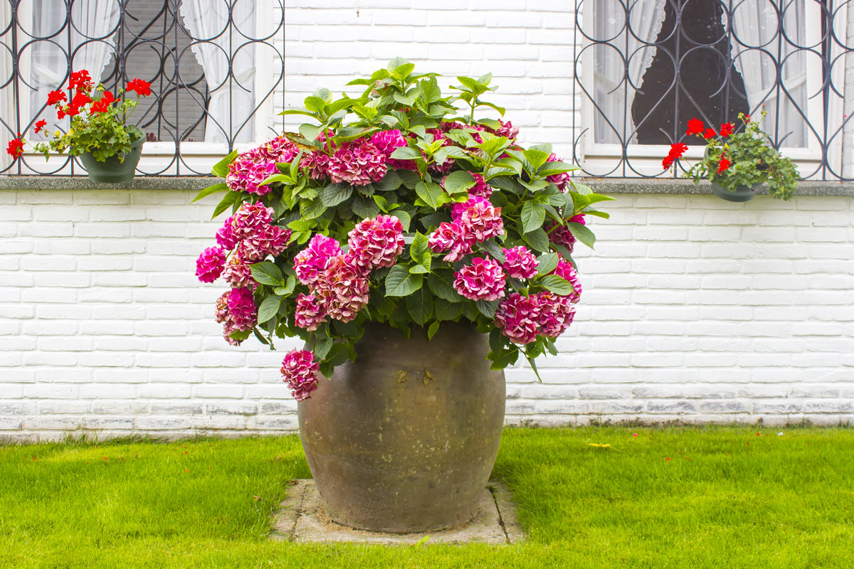 Hortensias en pots