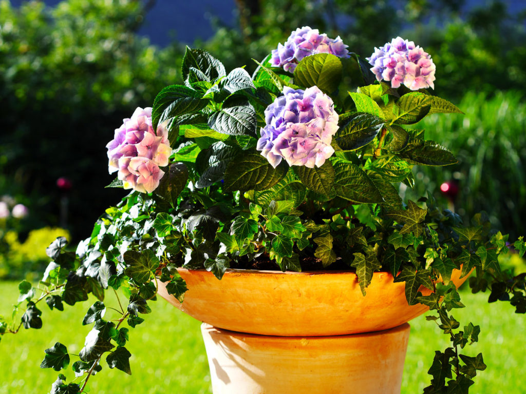 Hortensias en pots 10 merveilleuses inspirations pour embellir le jardin