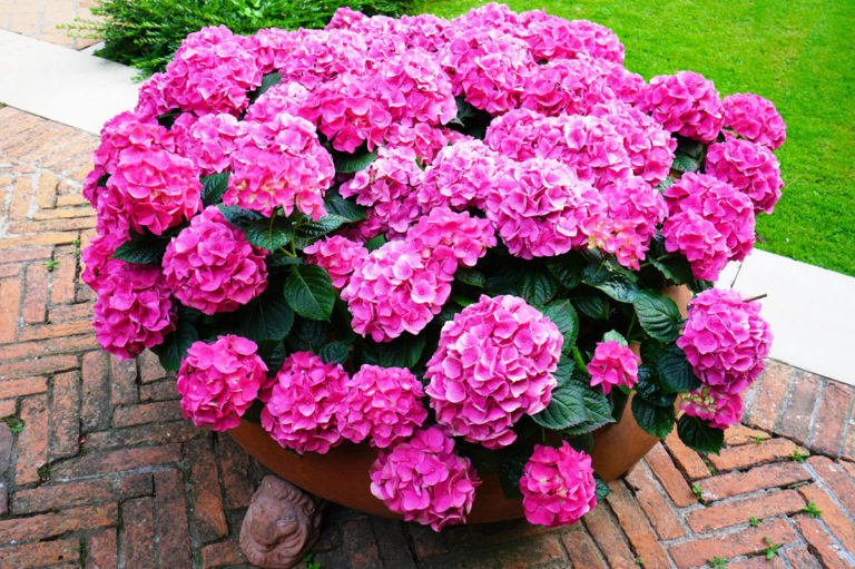 Hortensias en pots 10 merveilleuses inspirations pour embellir le jardin