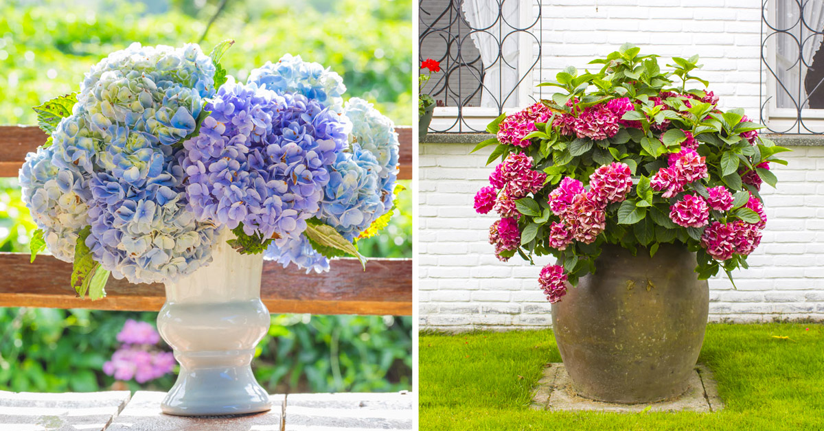 Hortensias en pots