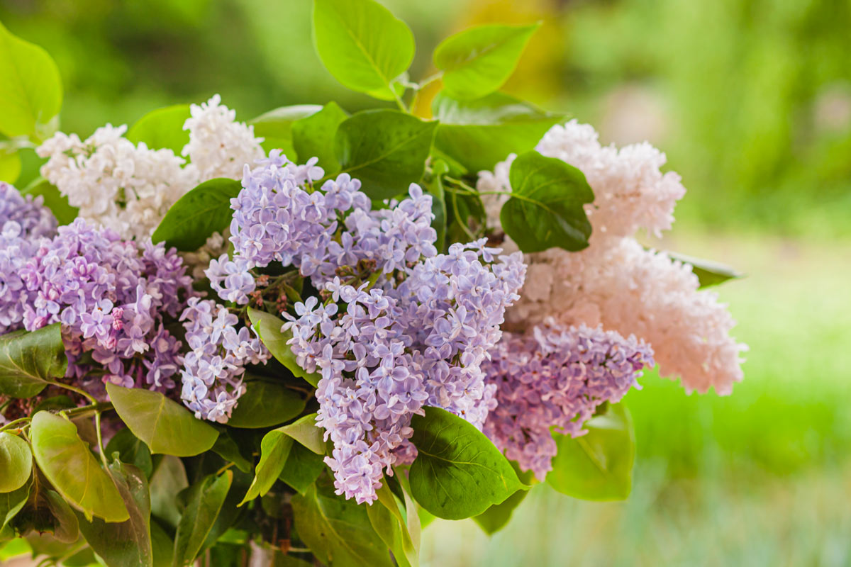 Lilas plante.