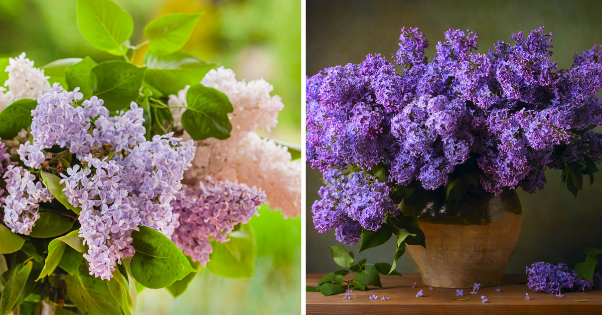 Lilas : une plante merveilleuse pour décorer votre maison et votre jardin