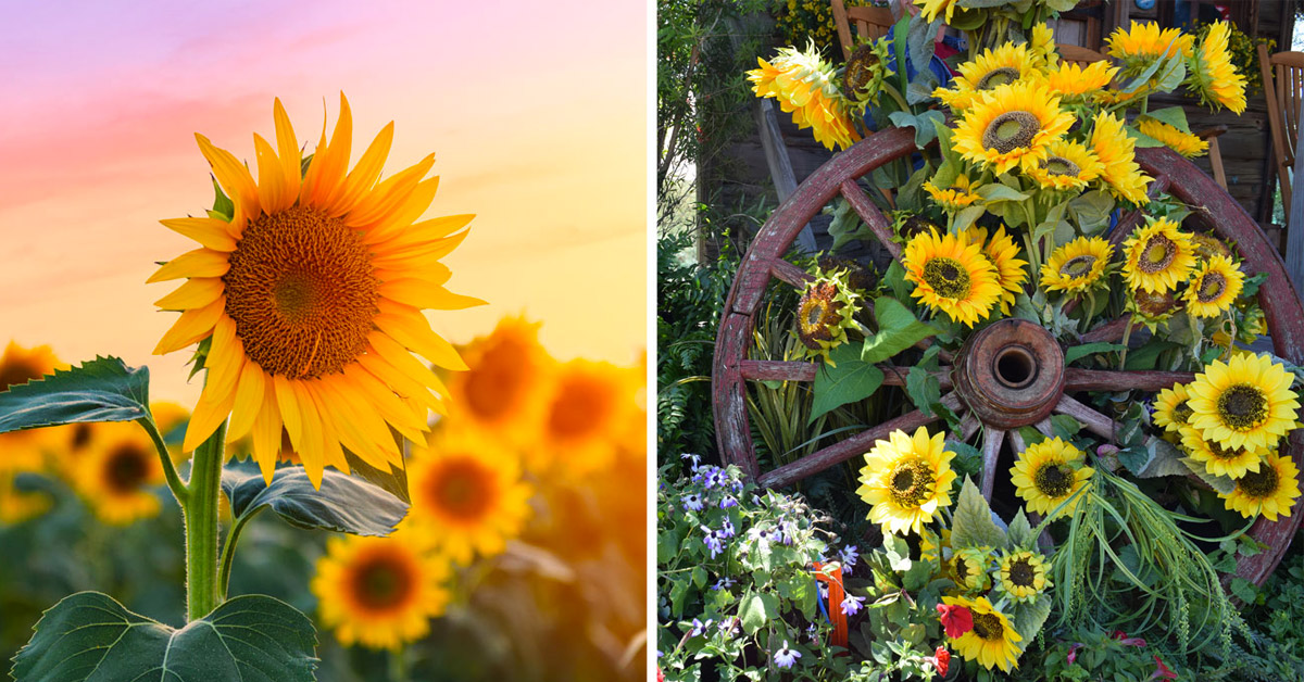 Plante de Tournesol.