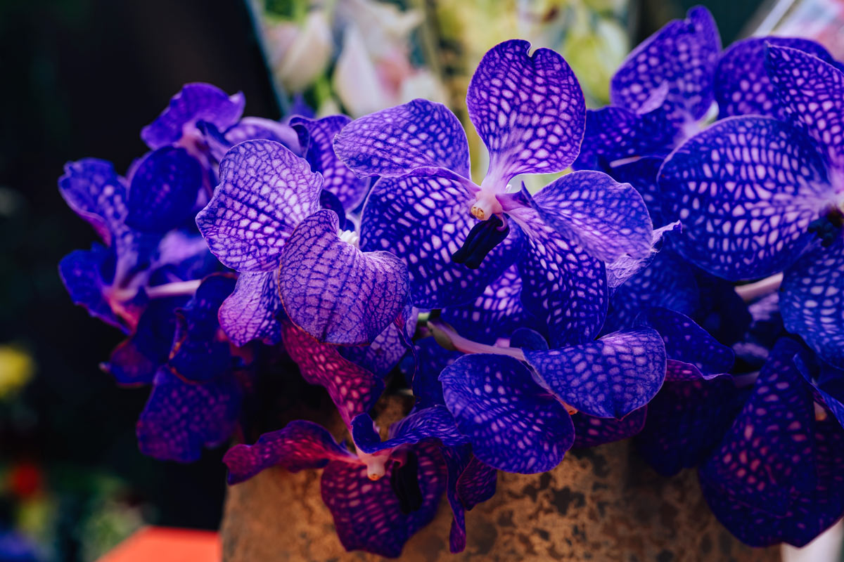 Vanda Coerulea - orchidée bleue