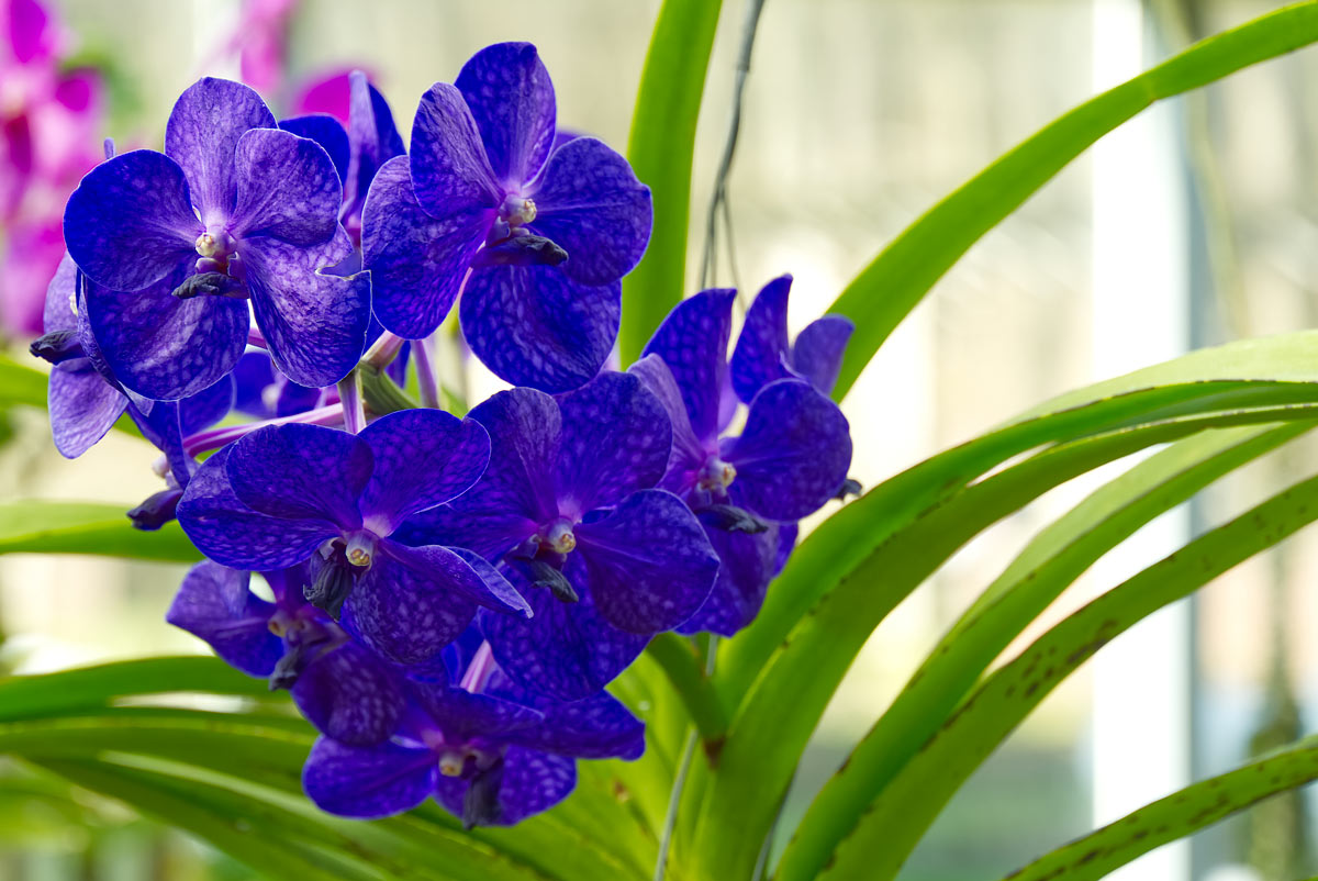 Voici une superbe variété d'orchidées d'extérieur, colorées et parfumées,  pour un jardin merveilleux