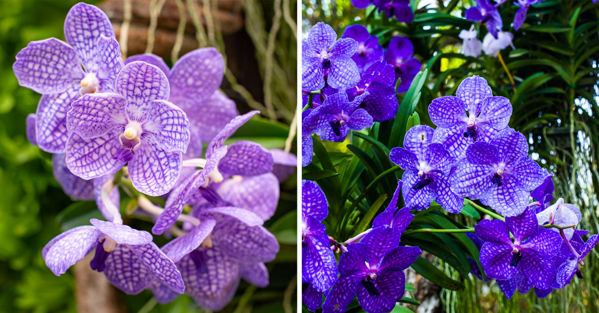 Vanda Coerulea - orchidée bleue