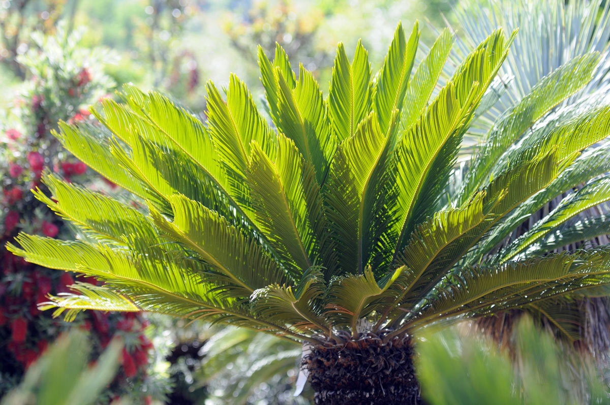 Cycas plante.