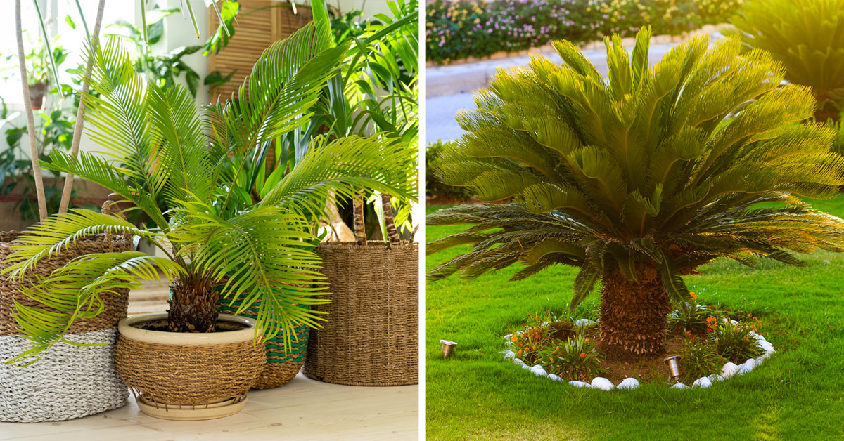 Cycas plante.