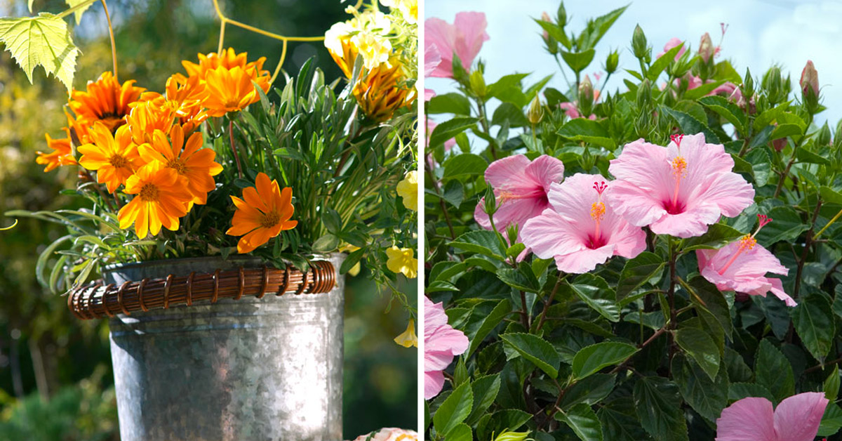 Fleurs d’été résistantes au soleil et à la chaleur.