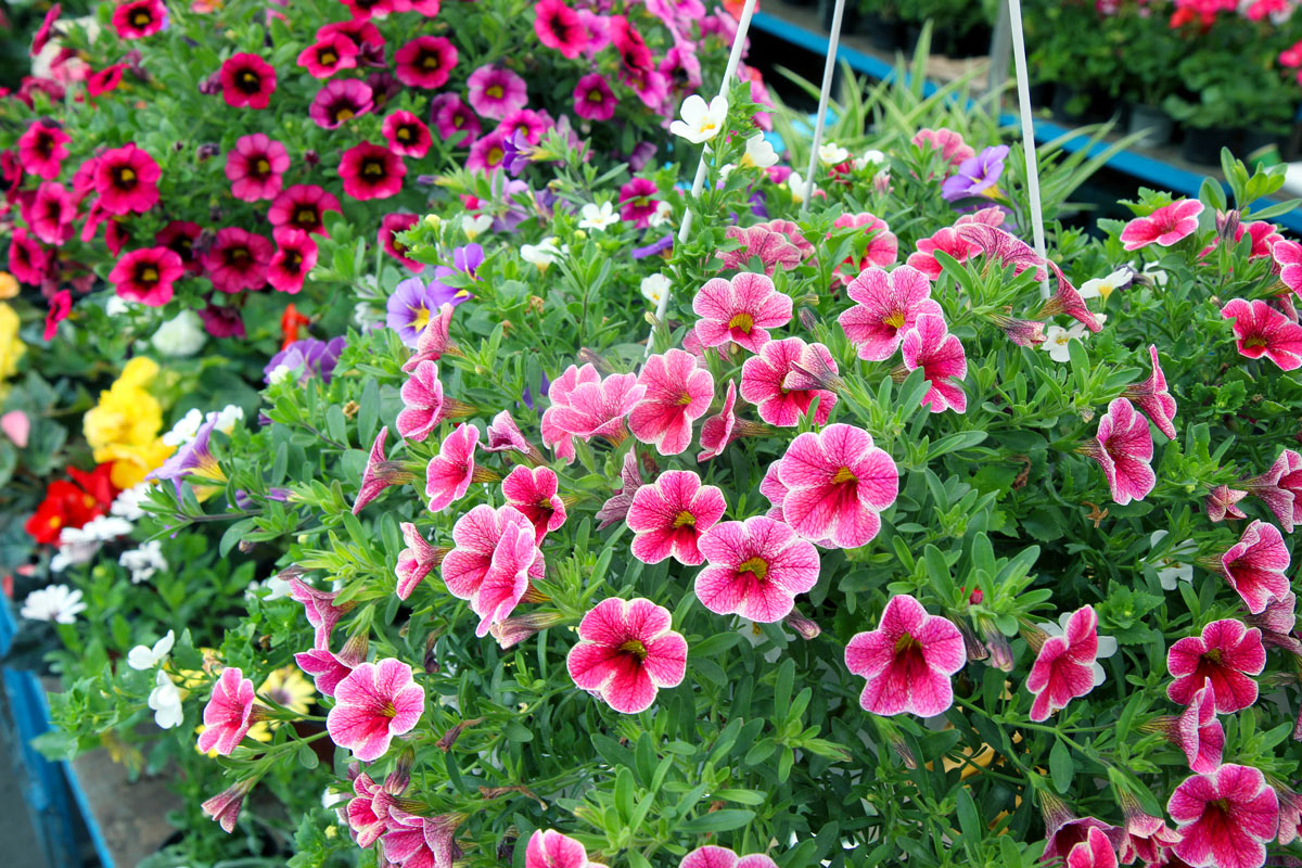 fleurs d'été résistantes au soleil et à la chaleur