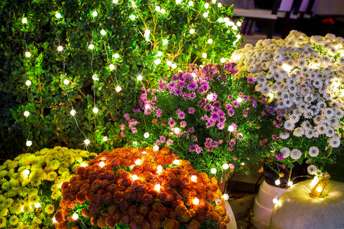 illuminer les parterres de fleurs pour un jardin magique la nuit