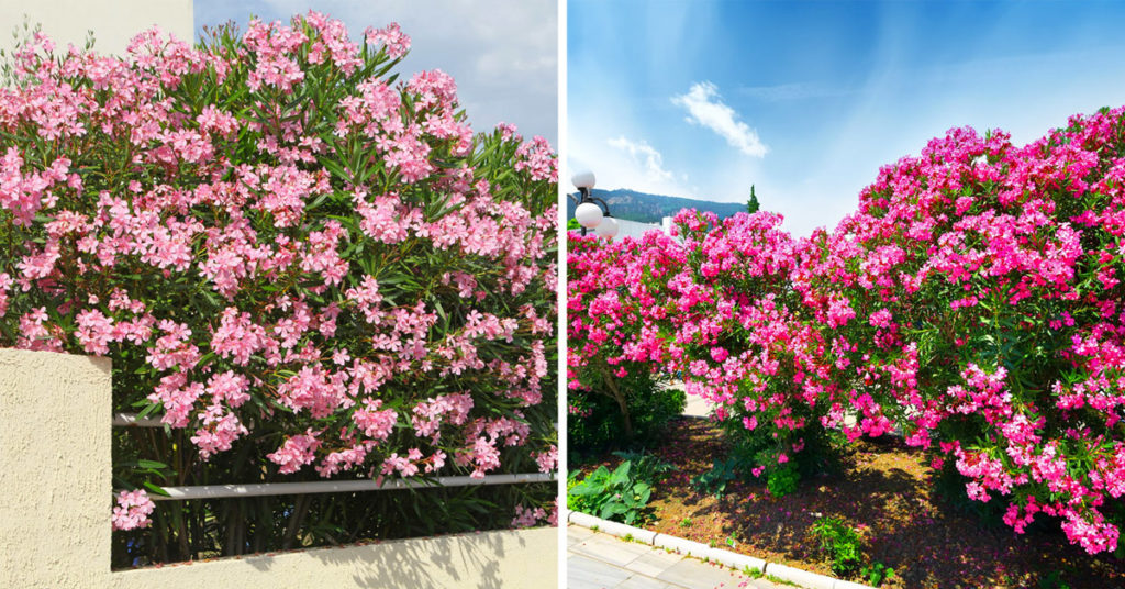 Laurier-rose ou Nerium oleander.