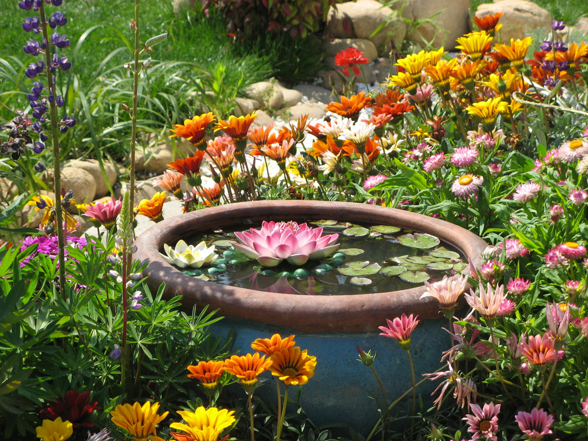 Petits étangs originaux en pots.