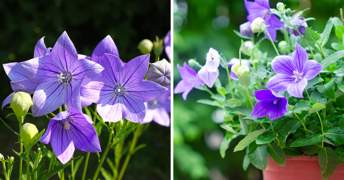 Cette belle plante avec ses fleurs violettes est un délice sur le balcon en  été comme en hiver