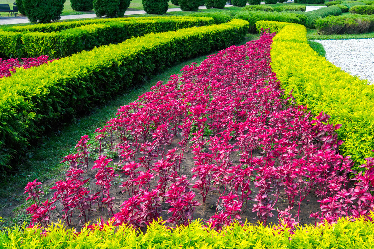 Arbustes rouges dans le jardin pour ajouter une touche de couleur intense