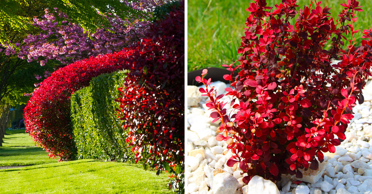 Arbustes rouges dans le jardin