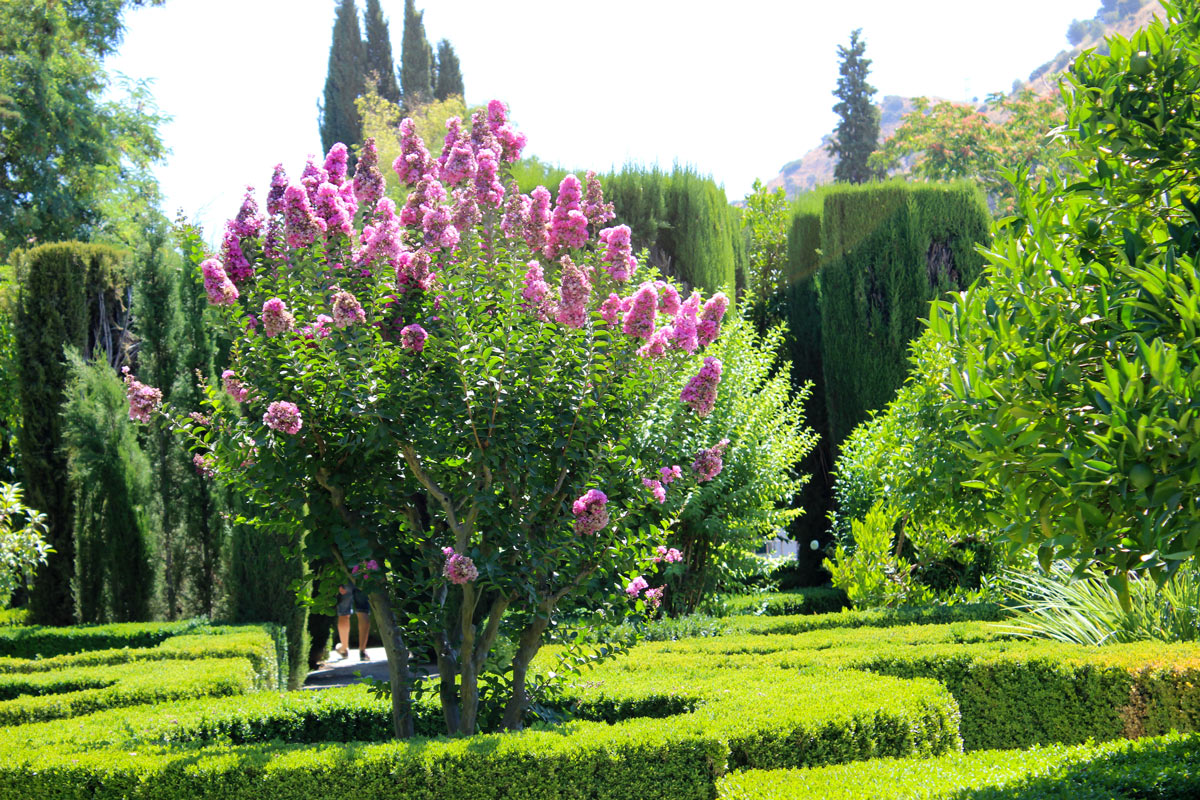 Comment cultiver le Lagerstroemia.