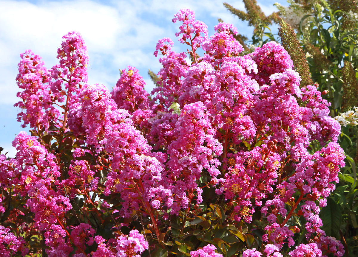 Comment cultiver la plante Lagerstroemia.