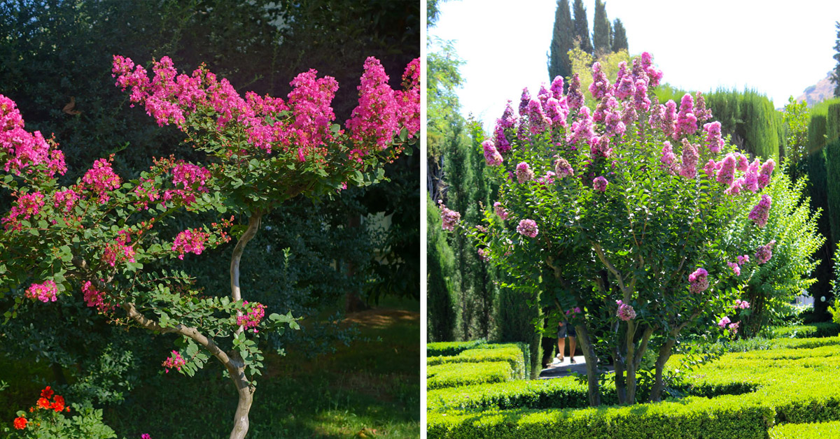 Comment cultiver plante Lagerstroemia.