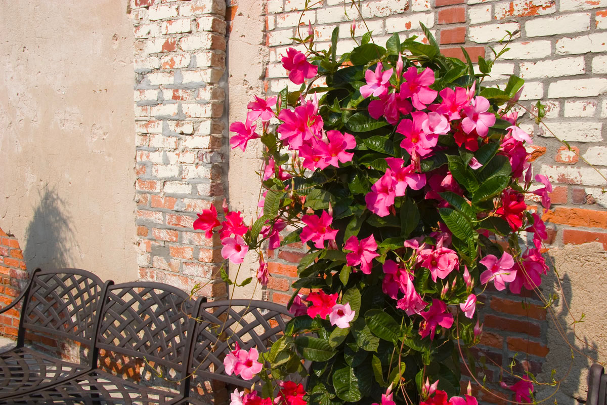 Mandevilla plante.