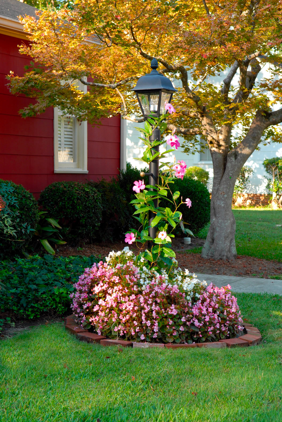 Mandevilla plante.