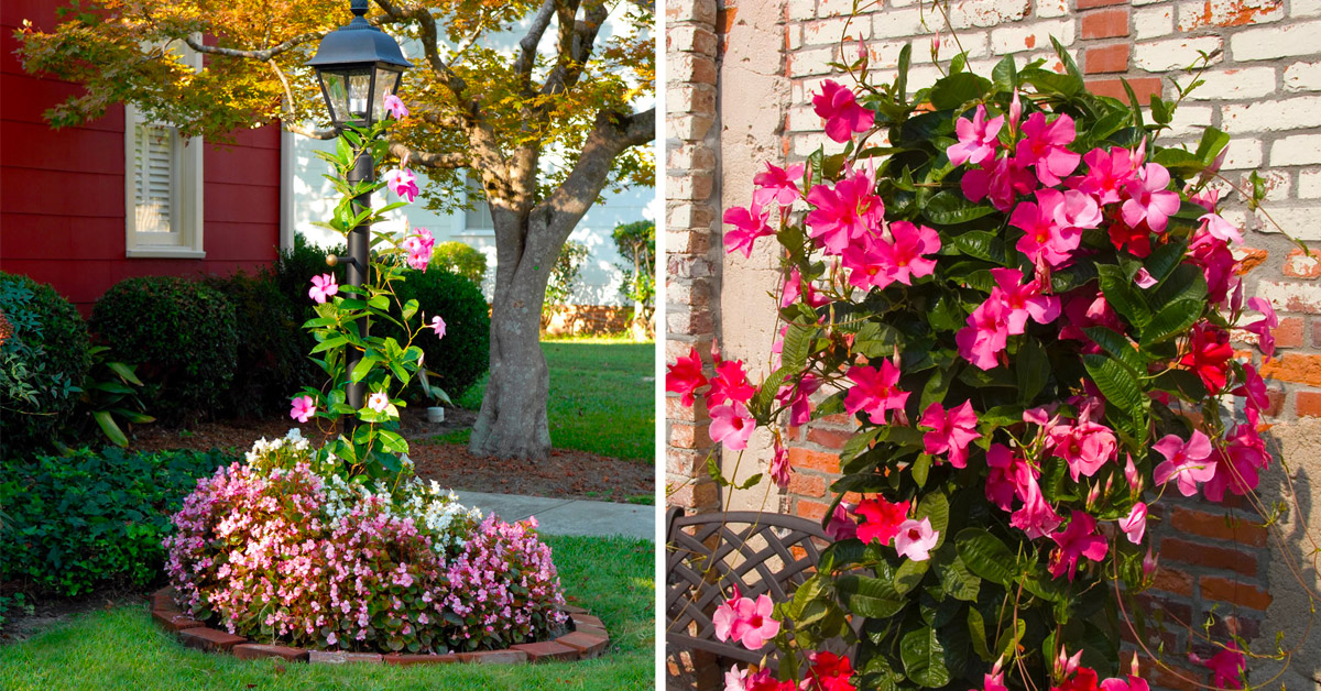 Mandevilla plante.